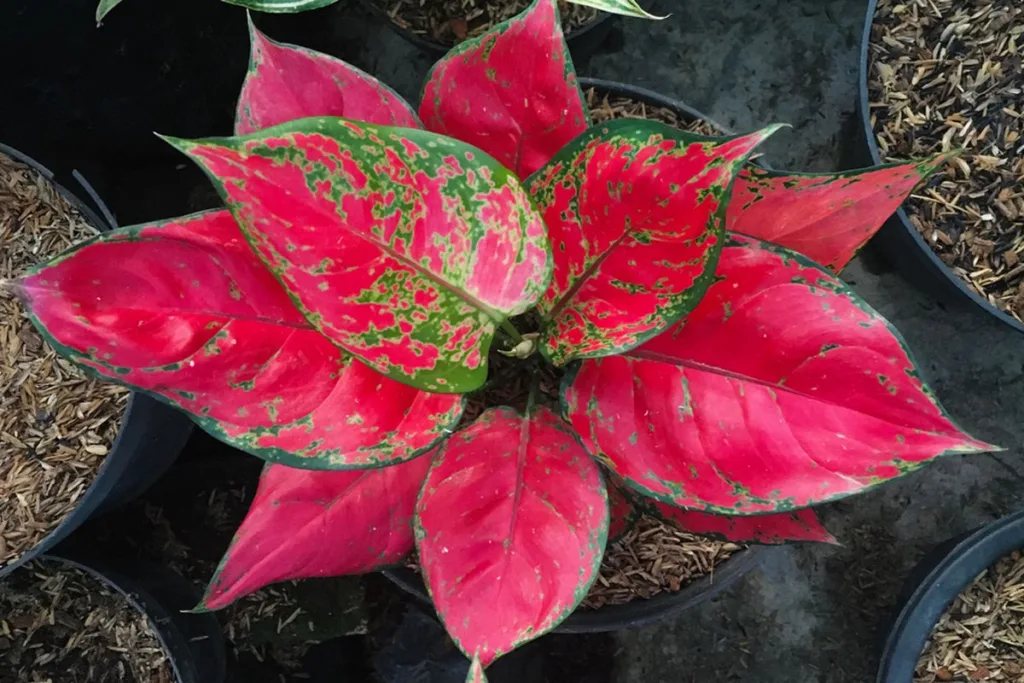Aglaonema
