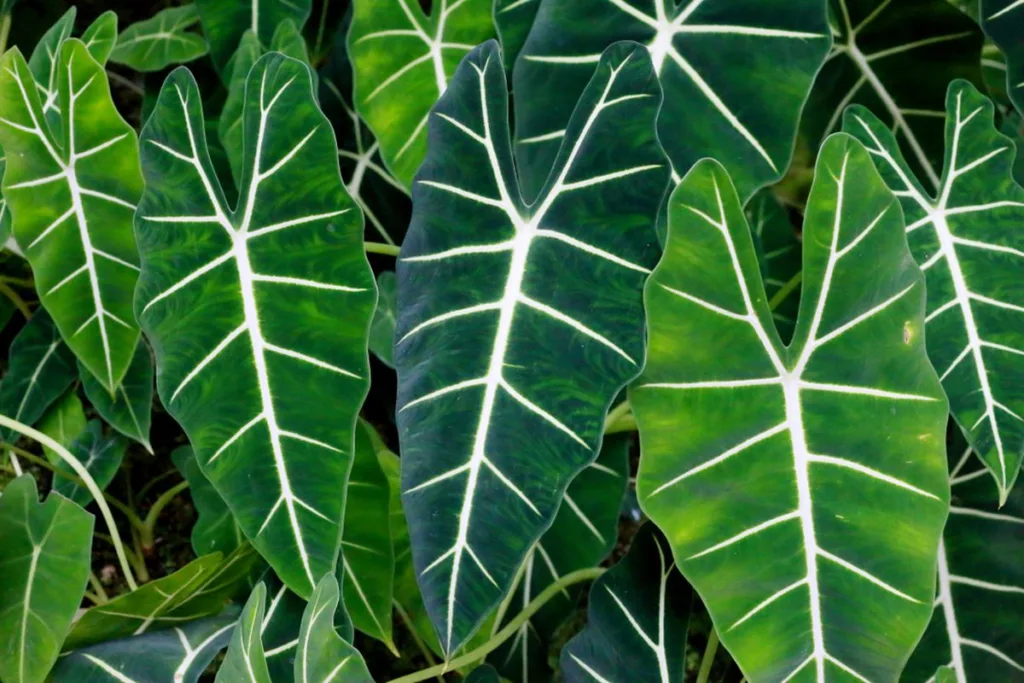 Alocasia