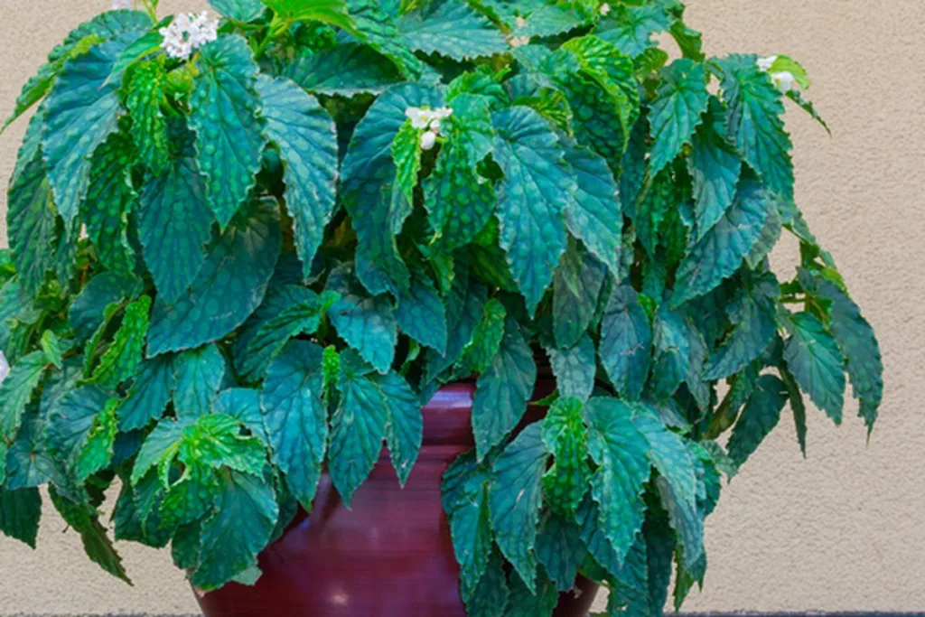 Begonia Chlorosticta