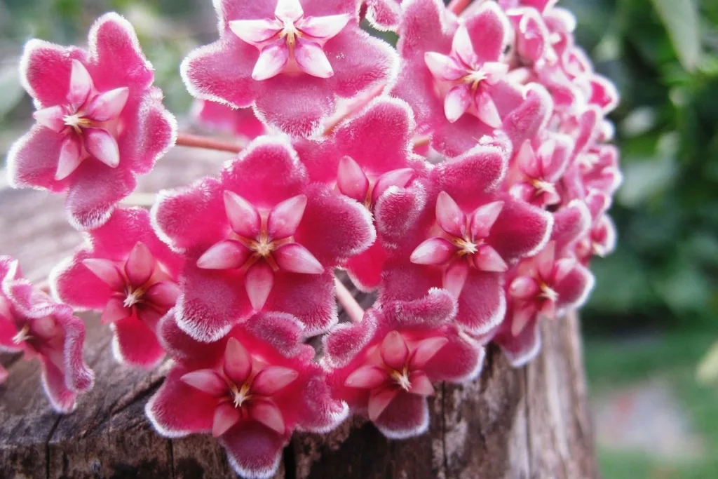 Hoya