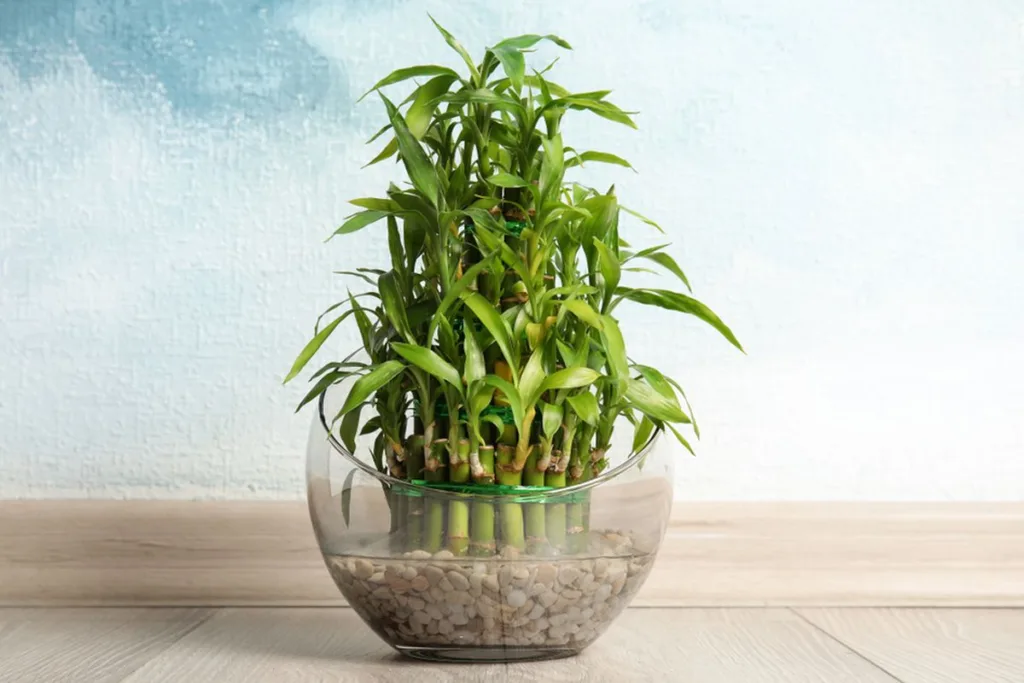 Lucky Bamboo