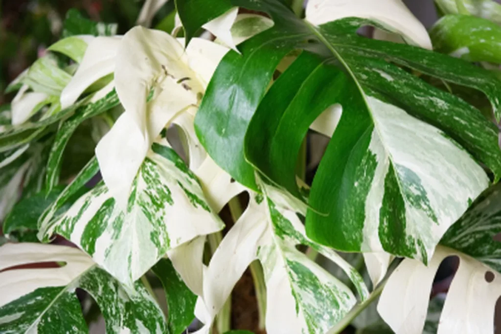 Monstera Variegata