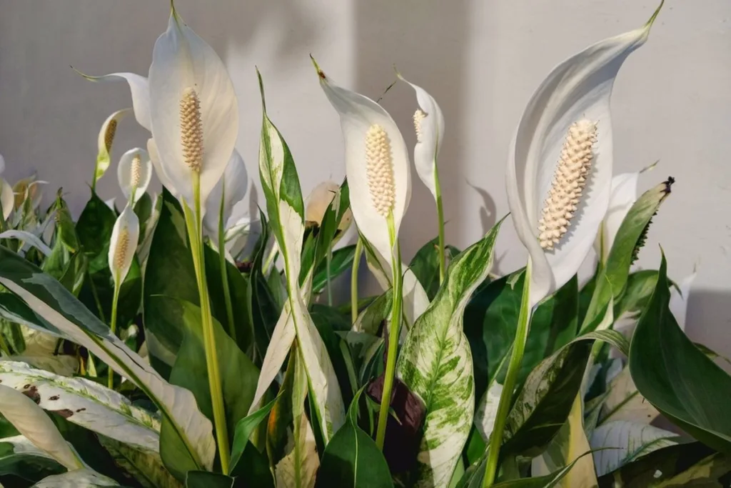 Peace Lily