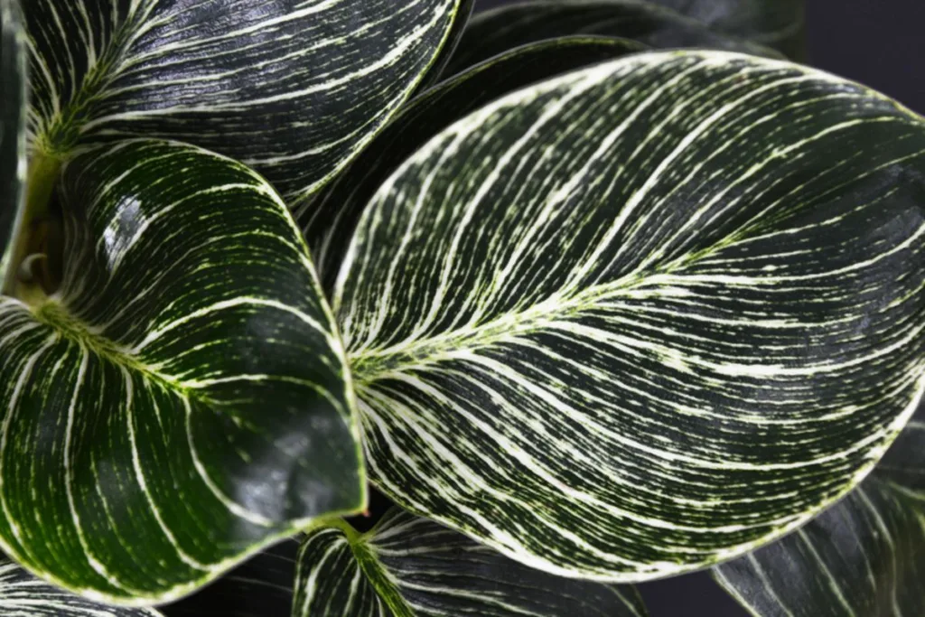 Philodendron Birkin