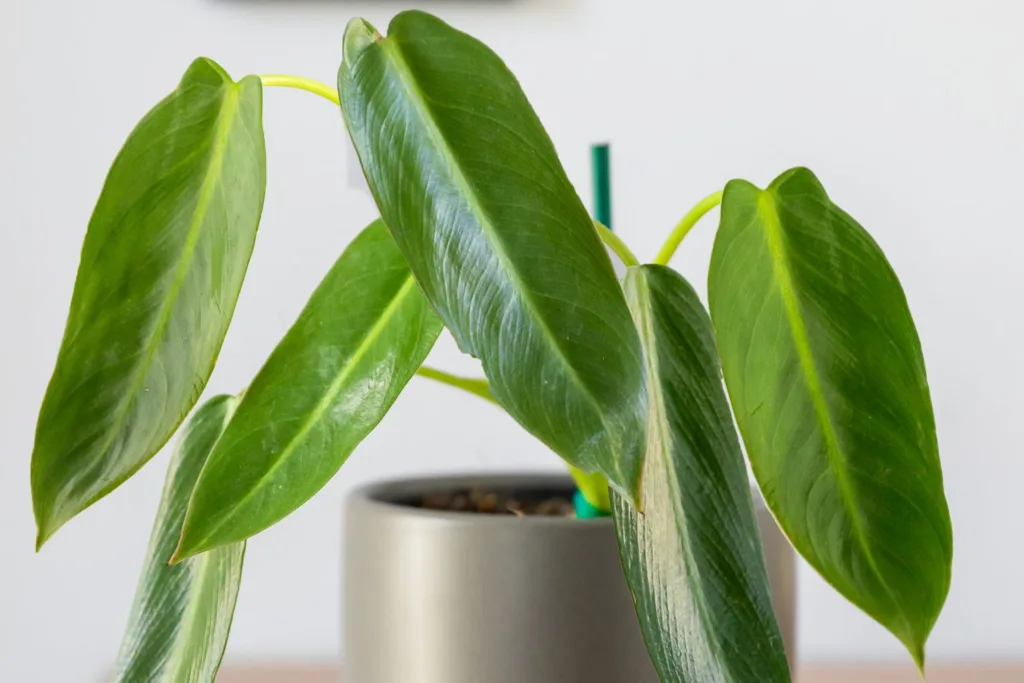 Philodendron Spiritus Sancti