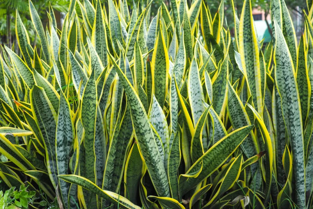 Snake Plant (Lidah Mertua)
