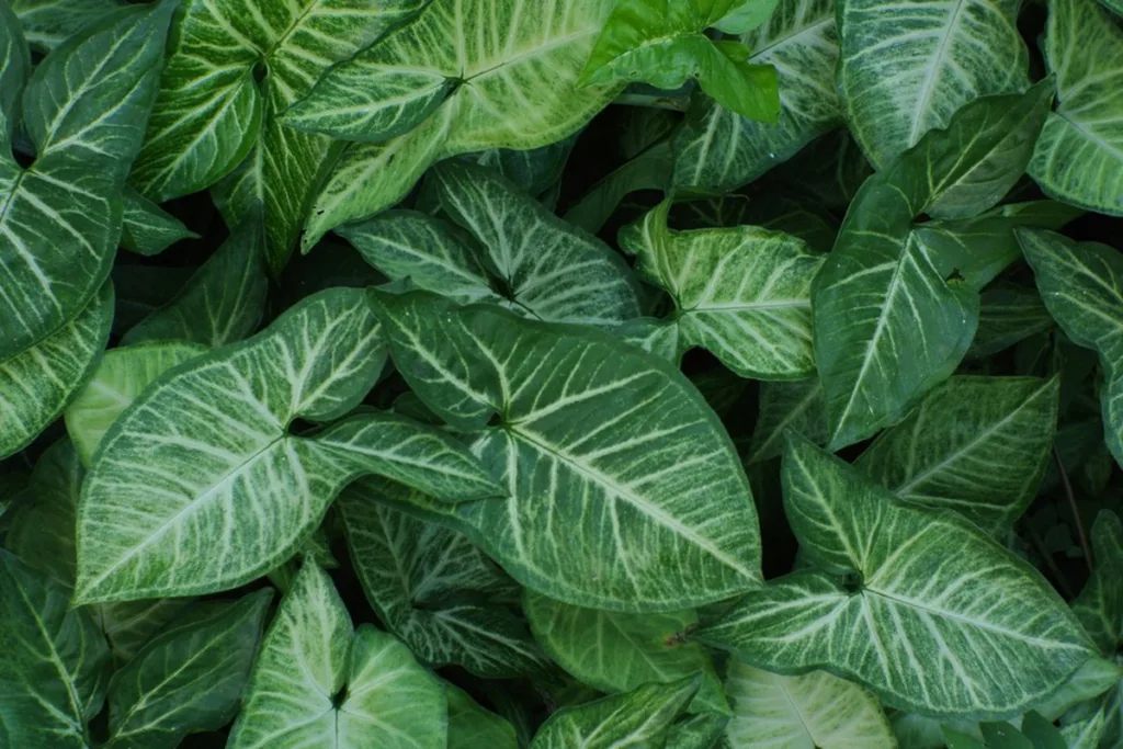 Syngonium