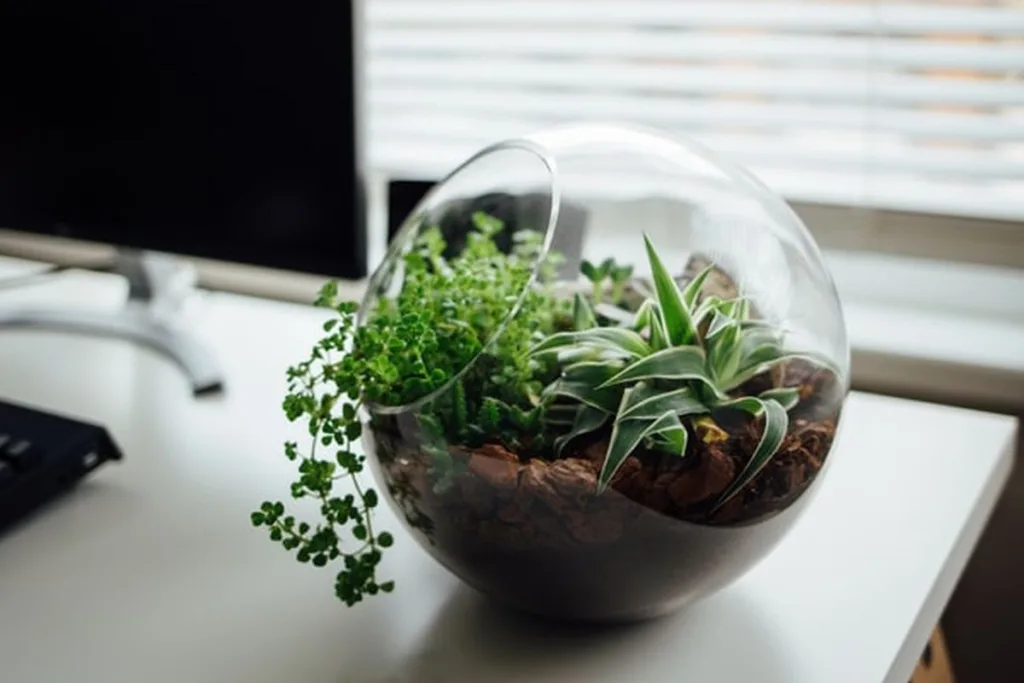 Terrarium