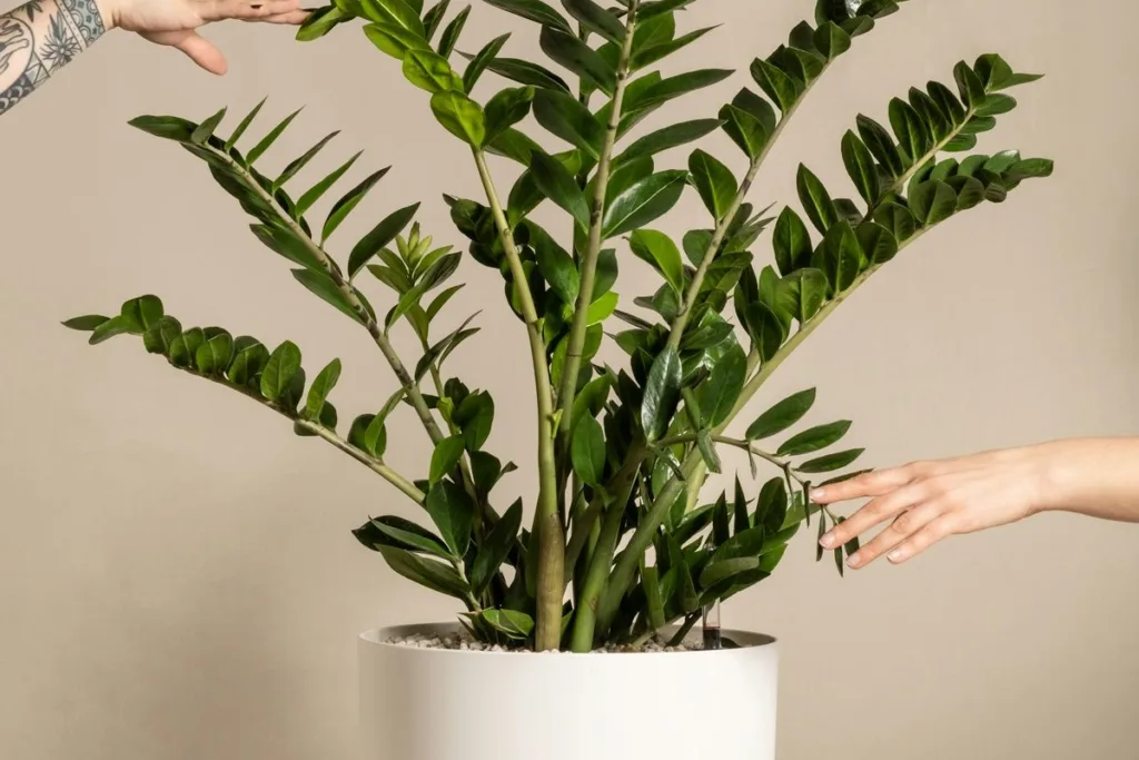 ZZ Plant
