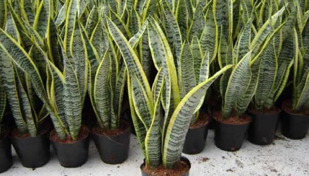 Sansevieria (Lidah Mertua)