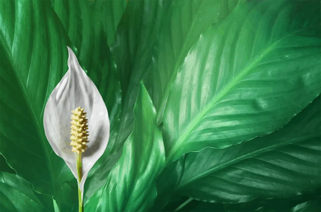 Peace Lily (Spathiphyllum)