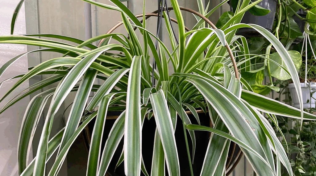 Spider Plant (Chlorophytum comosum)