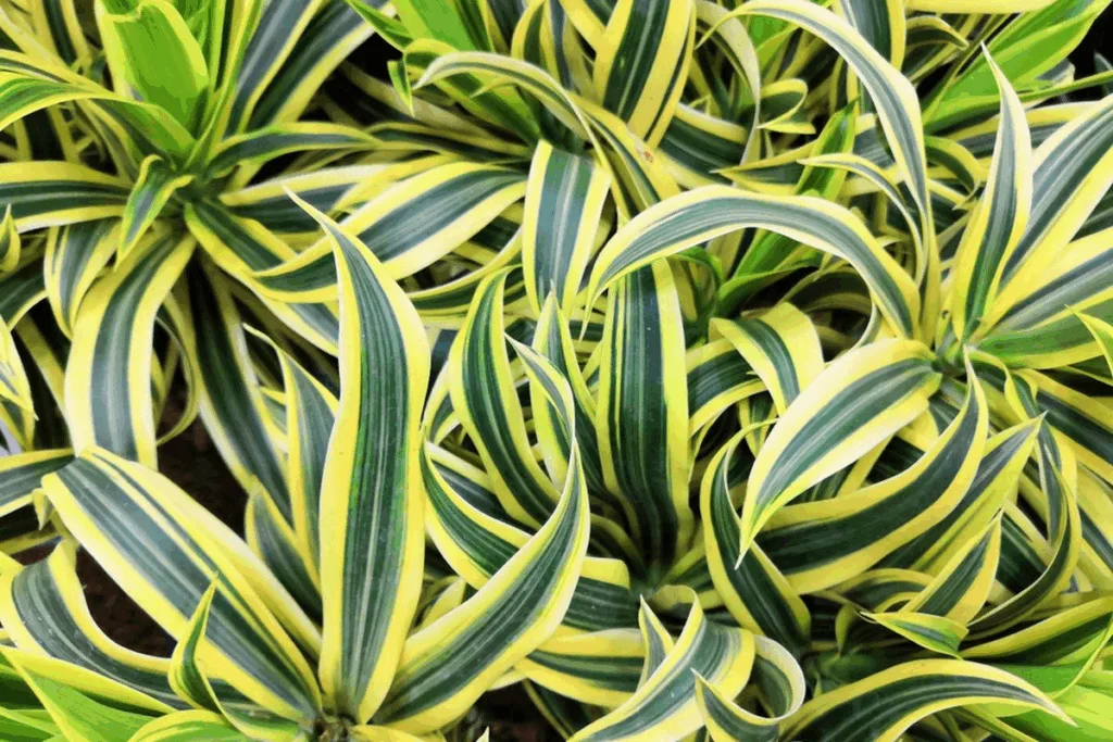 Dracaena