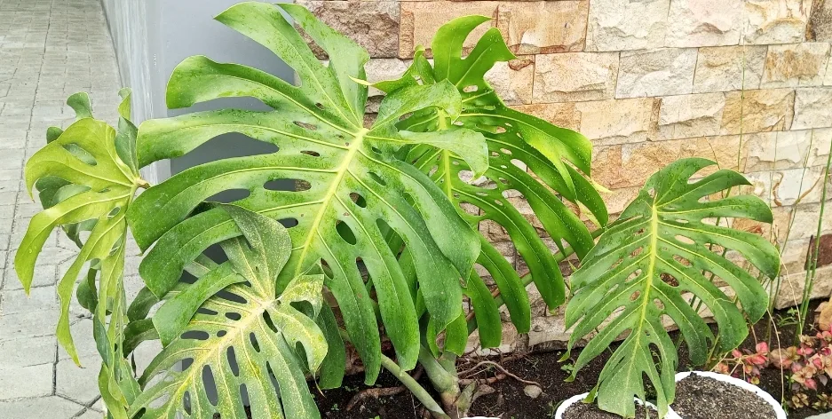 Monstera deliciosa