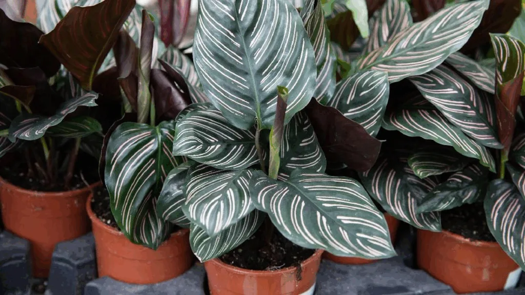 Calathea