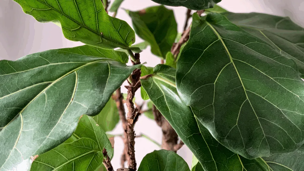 Ficus lyrata (Fiddle Leaf Fig)