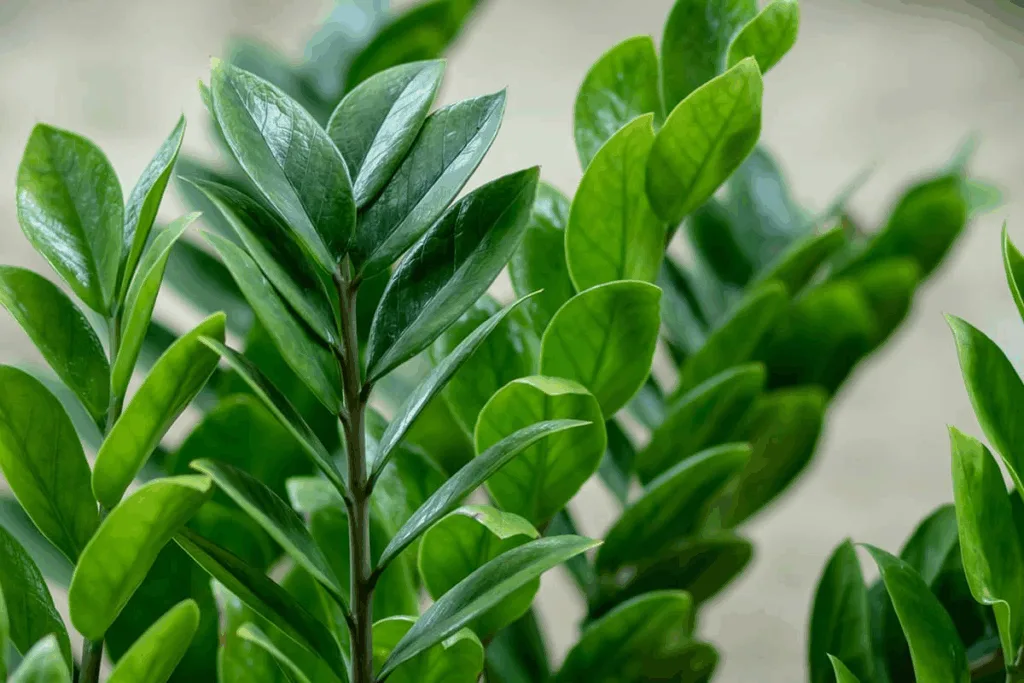 ZZ Plant (Zamioculcas zamiifolia)