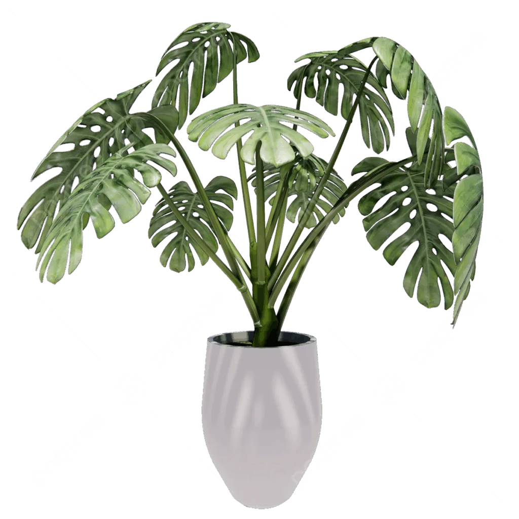 monstera