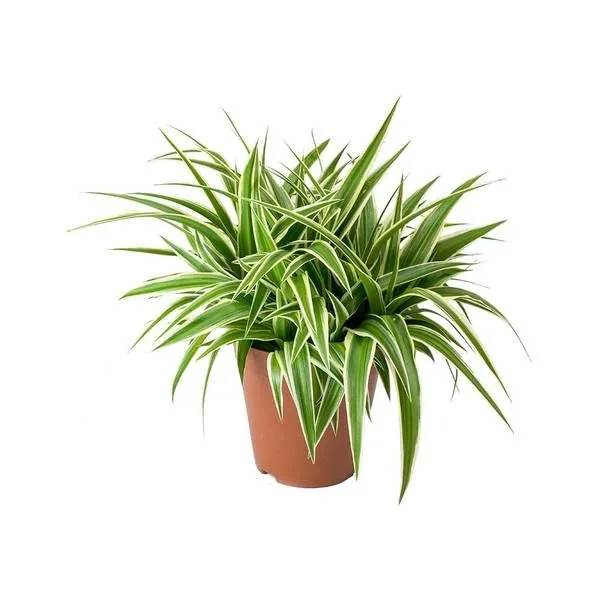 spider plant