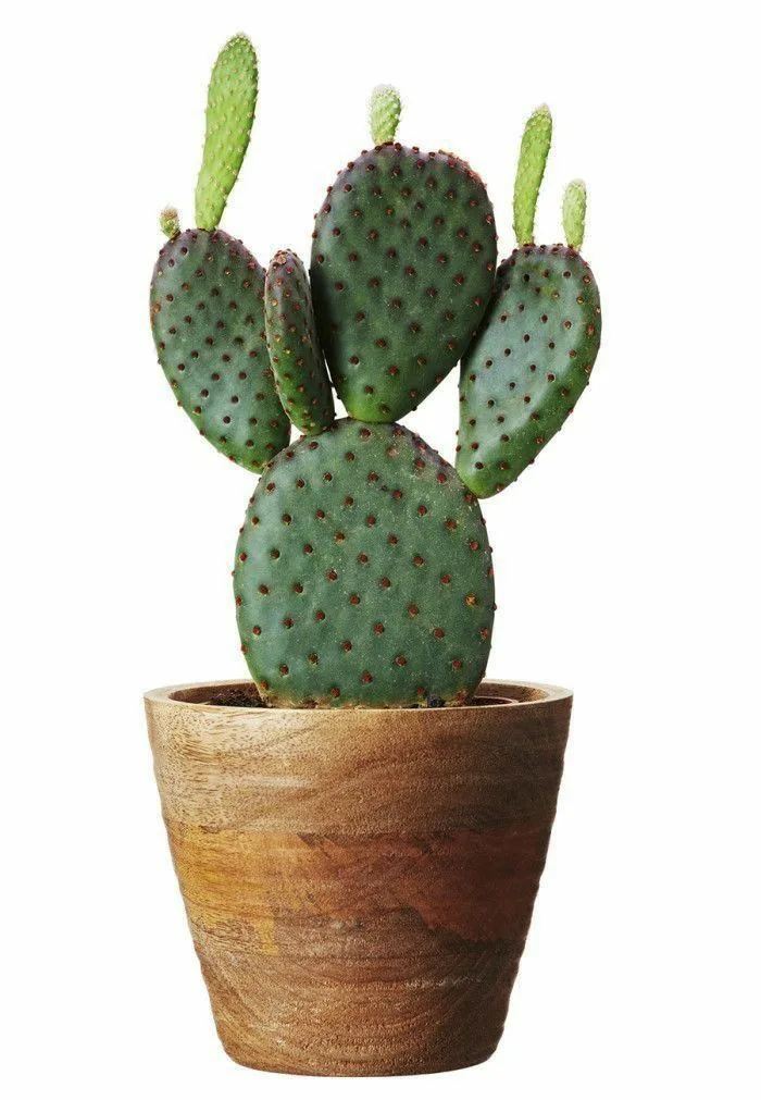 kaktus dan succulent
