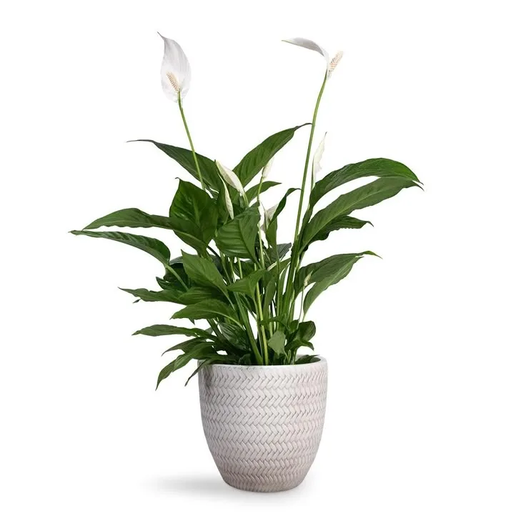peace lily
