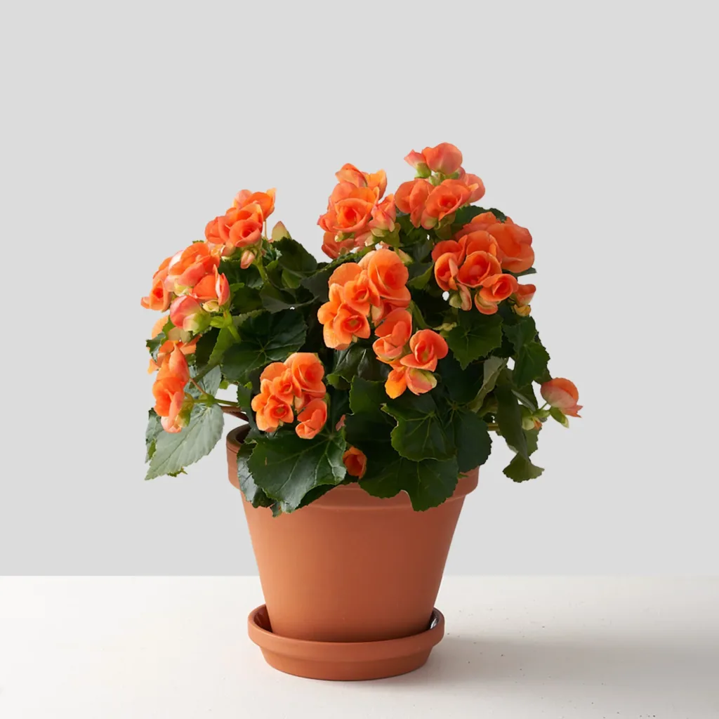 Begonia