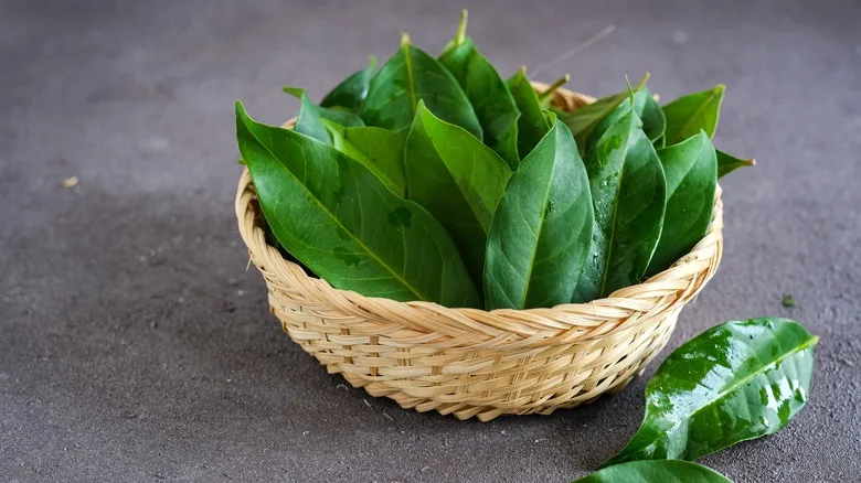 Daun Salam