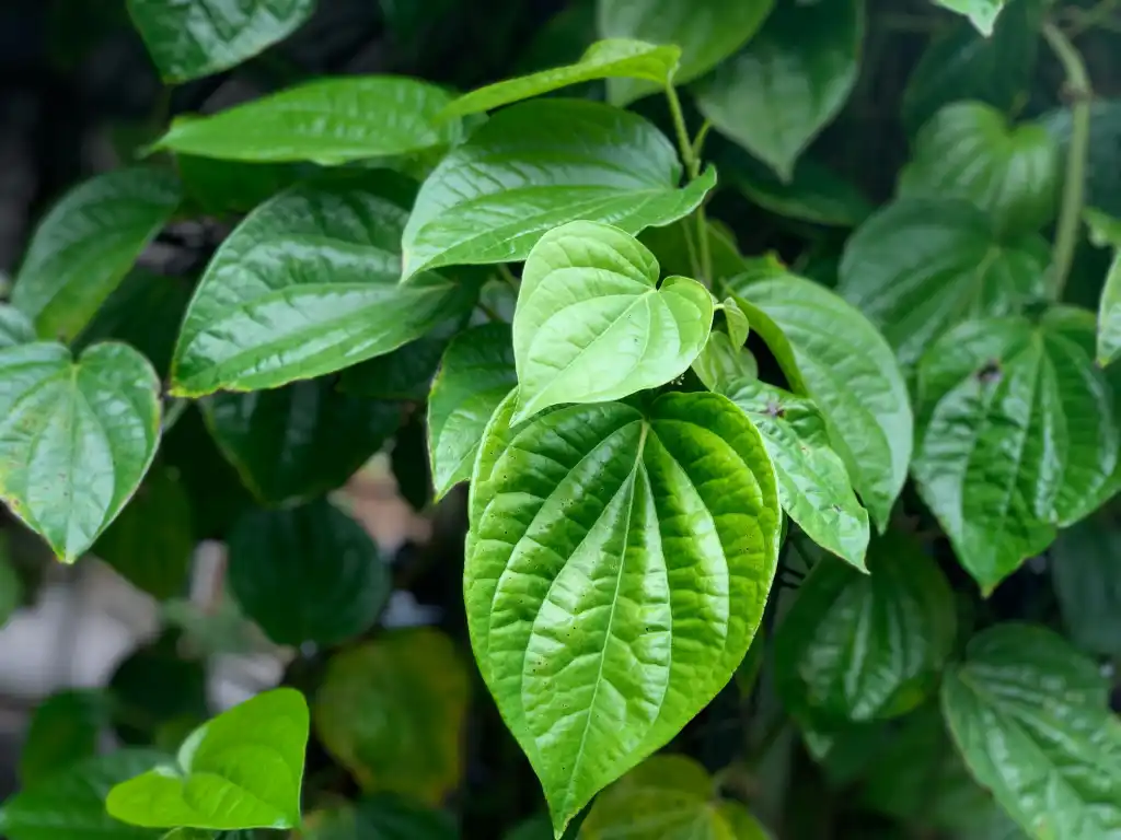 Daun Sirih