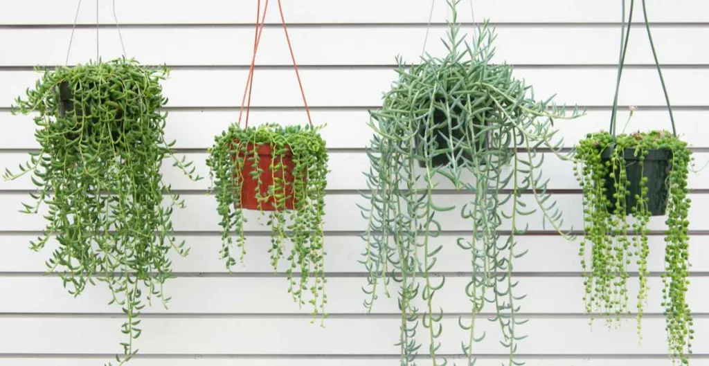 Inspirasi Tanaman Gantung