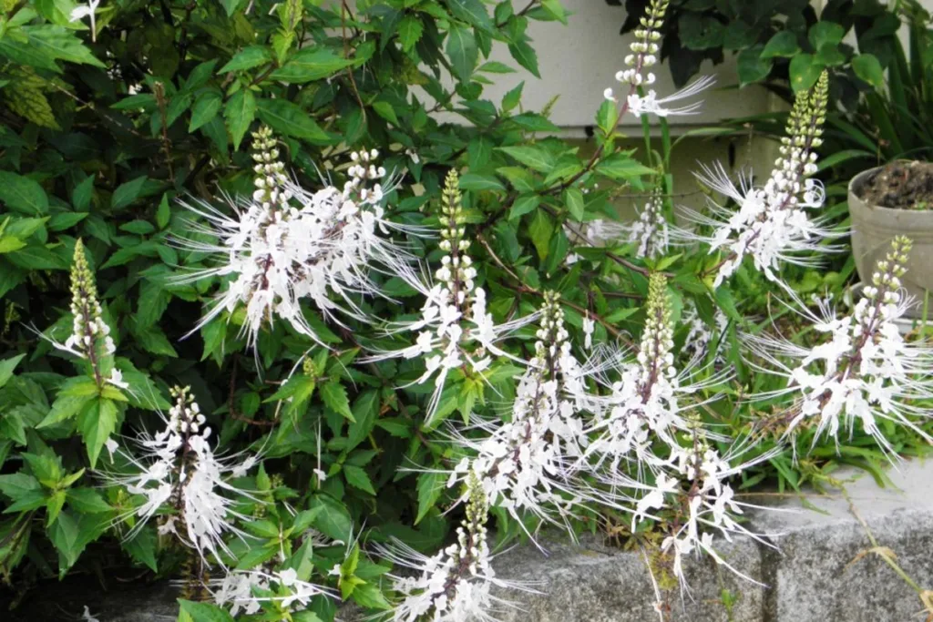 15 Jenis Tanaman Herbal yang Wajib Diketahui