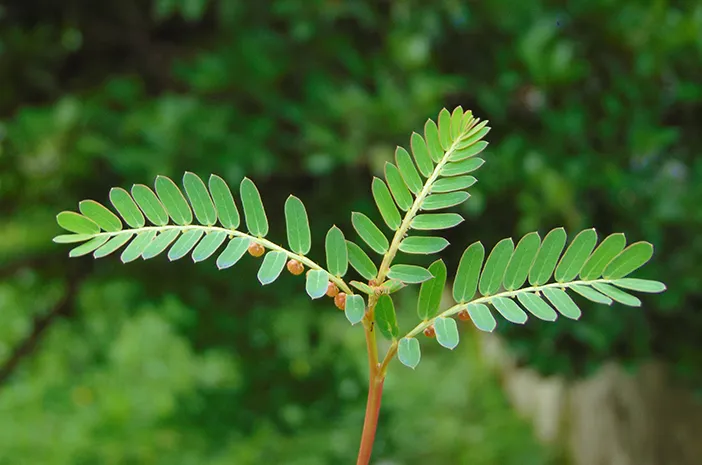 15 Jenis Tanaman Herbal yang Wajib Diketahui