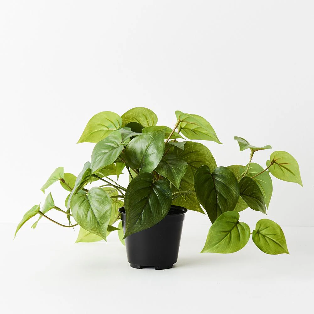Philodendron